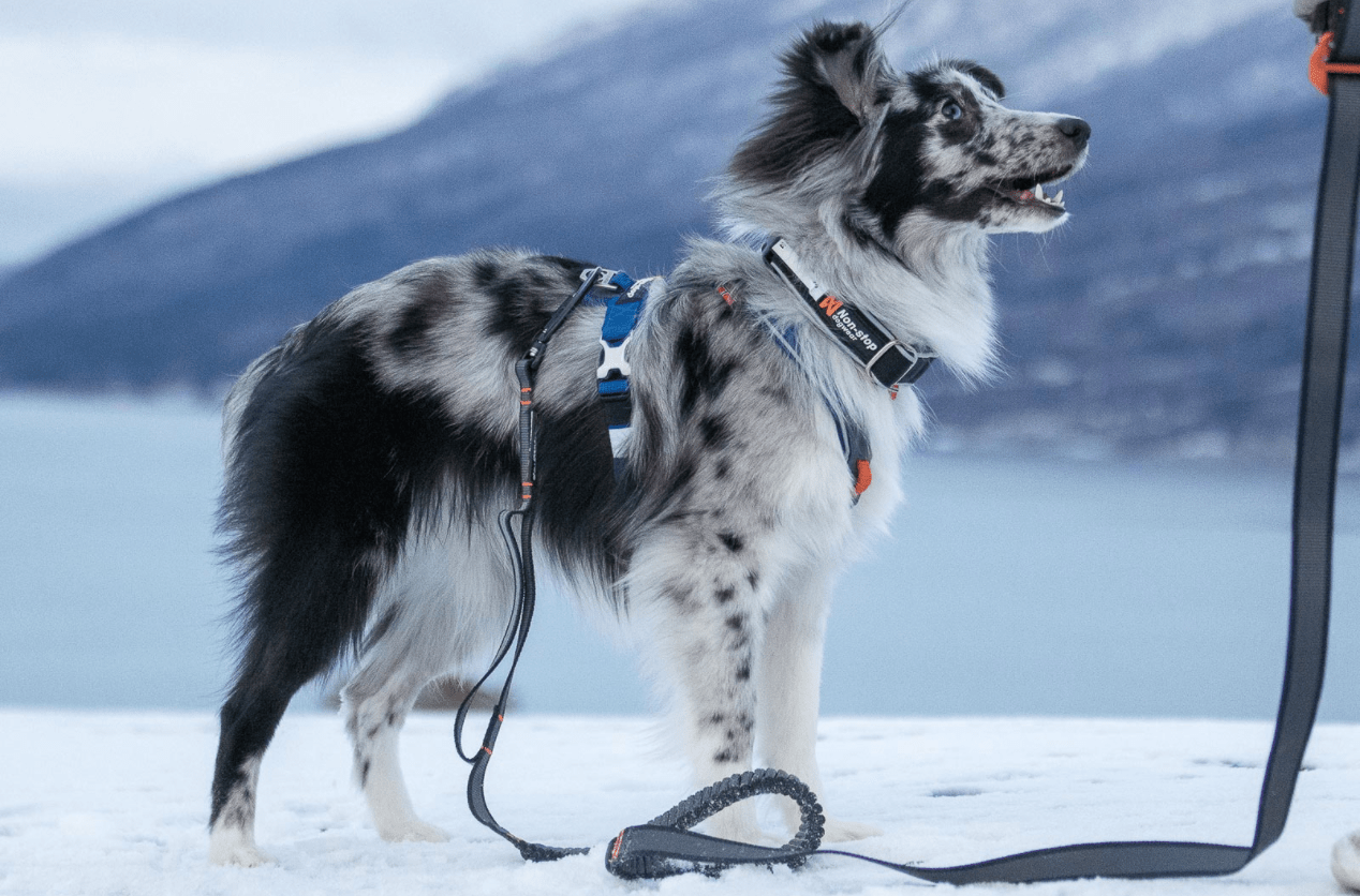 Touring Bungee Adjustable (Non Stop Dogwear) - SnowPaw Store - Non - Stop Dogwear - Dog Collars, Leads, Belts